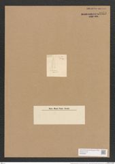 Amphipleura pellucida (Ehr.?) Kuetz (de-Toni-Nr.: Genus 10, Species 985) Zeichnungen Sammlung Grunow Nr. 1858 (NHMW-BOT-W0368807)